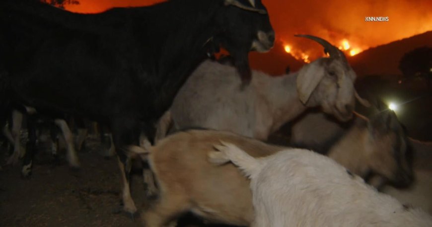 Hundreds of goats evacuate in Brentwood amid Palisades Fire
